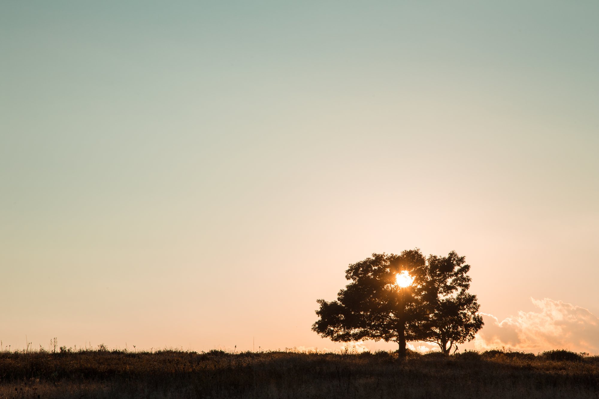 Golden-hour light over the open grass of Big Meadows in Shenandoah National Park, a lone tree silhouetted on the horizon