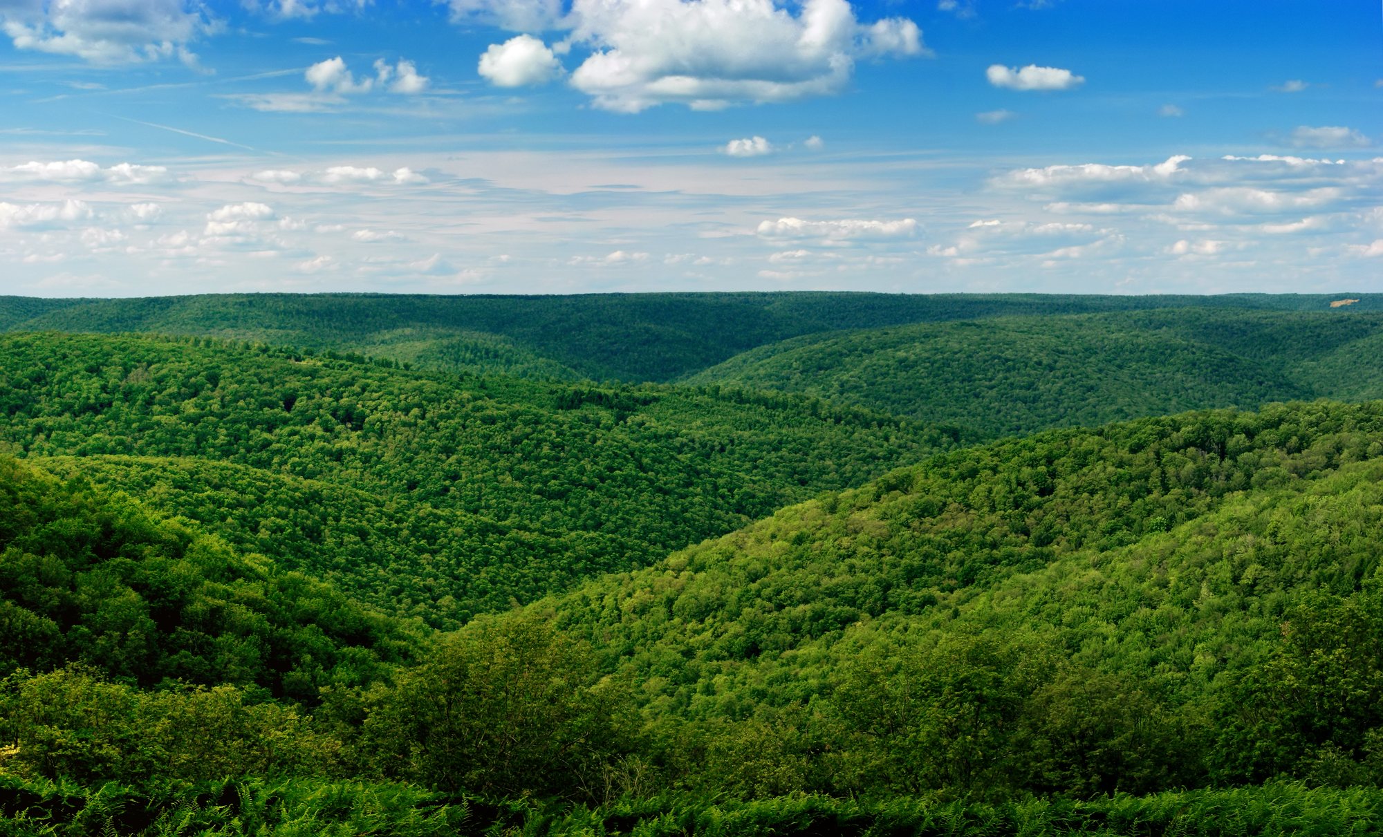 A vast unbroken green summer forest rolling over the Allegheny Plateau under a blue sky with cumulus clouds