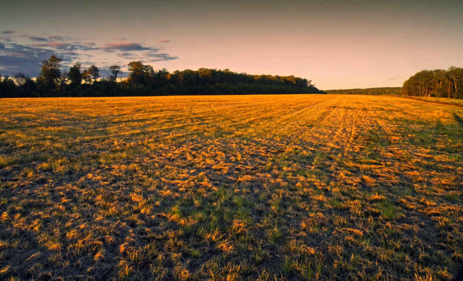 The Cherry Springs observation field at dusk, open to the horizon in every direction