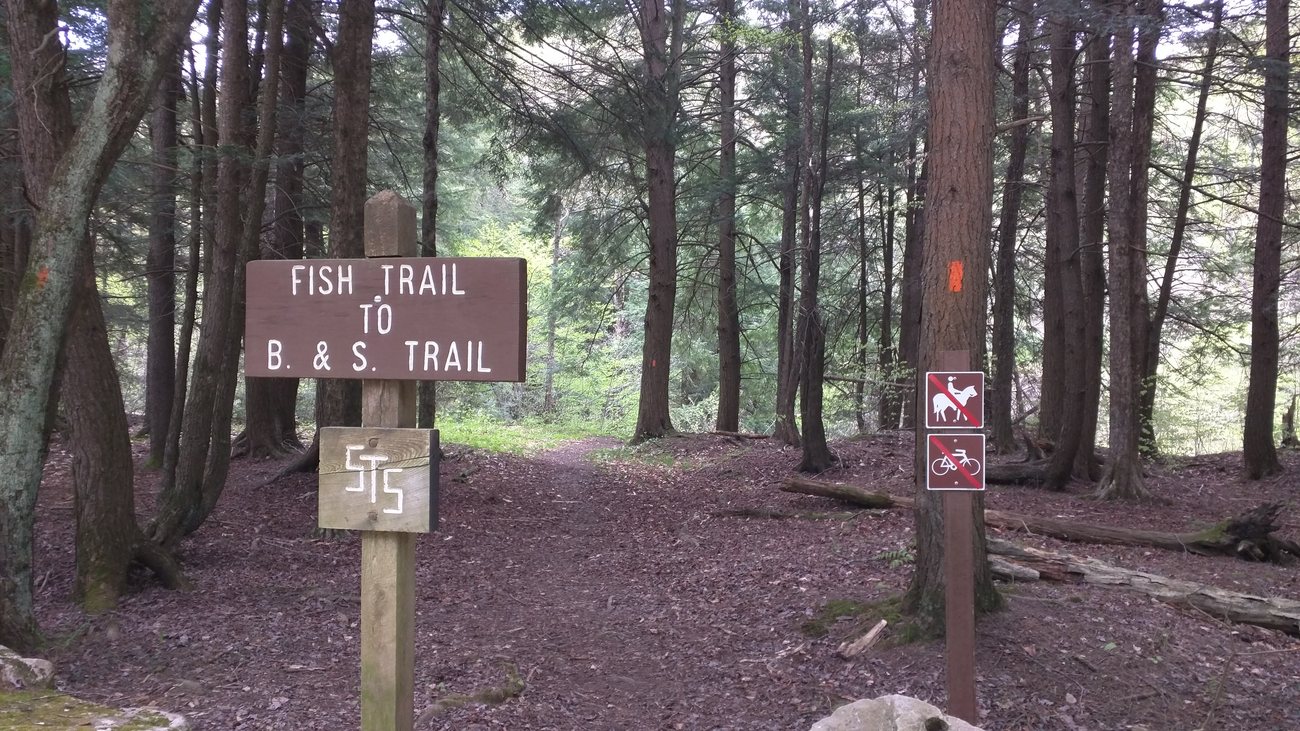 The green leaf-on tread of the Susquehannock Trail System through summer hardwood forest